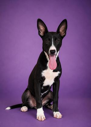 Lexi, Border Collie / German Shepherd Dog, young, available for adoption