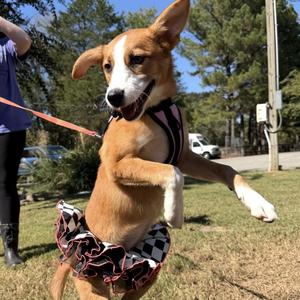 Blanche, Border Collie, puppy, available for adoption