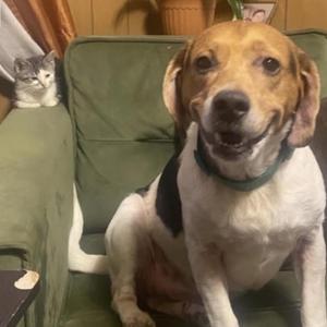 Alex, Beagle, adult, available for adoption