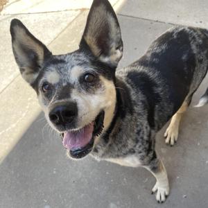 Dorothy, Australian Cattle Dog / Blue Heeler / Husky, adult, available for adoption