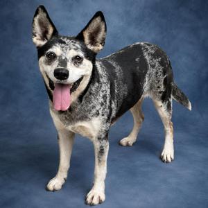 A black and white speckled dog with pointed ears and a pink tongue standing on a blue background.
