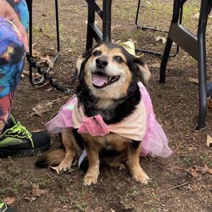 Heidi, Dachshund, senior, available for adoption