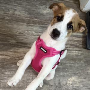 Audrey, Labrador Retriever, puppy, available for adoption