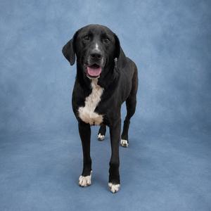 A black dog with white markings on its chest and paws stands against a blue background, looking at the camera with its tongue slightly out.