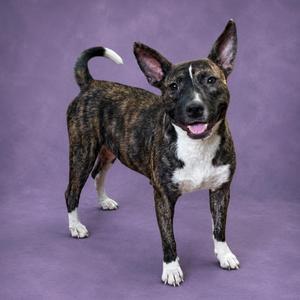 A brindle and white dog with perked ears and a wagging tail stands on a purple background.