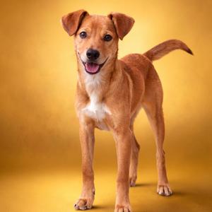 A small, tan dog with pointy ears stands looking at the camera, its mouth open in a smile.