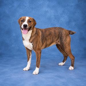 A brown and white dog standing on a blue background.