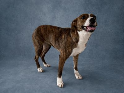 A brindle and white dog standing on a blue backdrop.