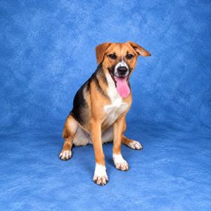 A brown and black dog with white paws and chest sitting on a blue background