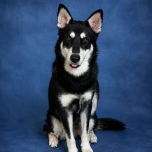 Bolt, Husky, adult, available for adoption