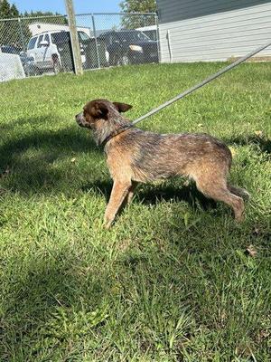 A brown and black dog on a leash standing on grass.