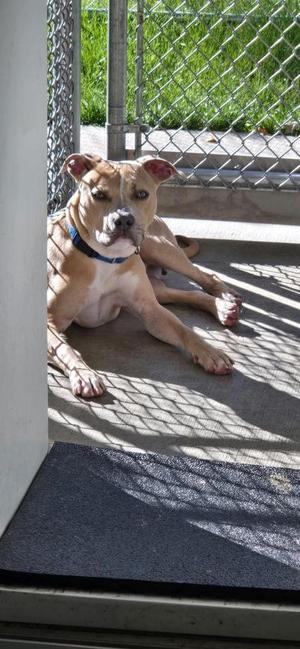 A brown and white dog lying on a concrete floor in front of a chain-link fence.