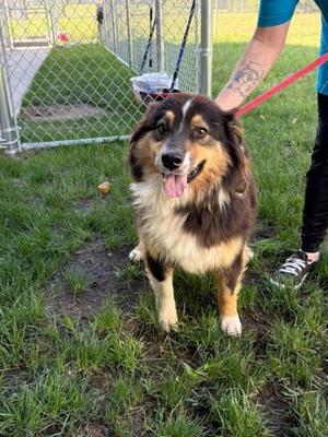 Penne, Australian Shepherd / Mixed Breed, adult, available for adoption