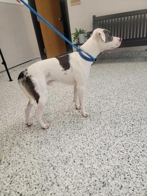A medium-sized white dog with black spots standing on a speckled floor, wearing a blue collar and leash.