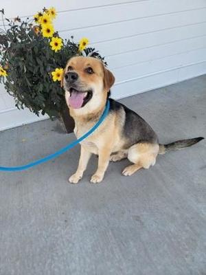 A happy dog sitting on a porch next to a plant with yellow flowers.