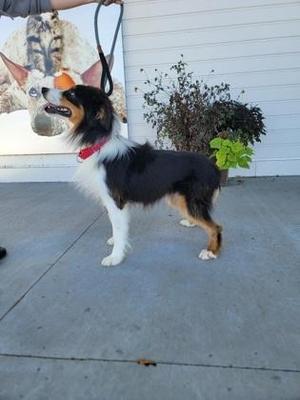 A black, white, and brown dog standing on a concrete surface, wearing a red collar and leash. The dog is looking up and to the left, with a potted plant and a white wall in the background.