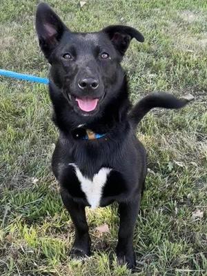 Henry, Cardigan Welsh Corgi / Mixed Breed, adult, available for adoption