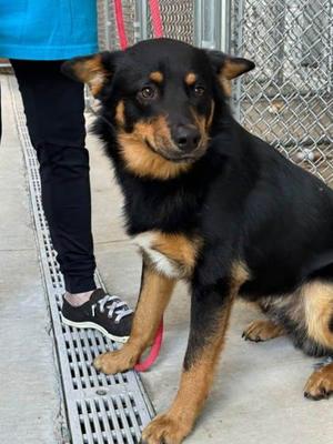 Rotini, Australian Kelpie / Mixed Breed, adult, available for adoption