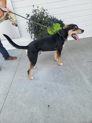 A black and tan dog on a leash, standing on a concrete surface with a person holding the leash.