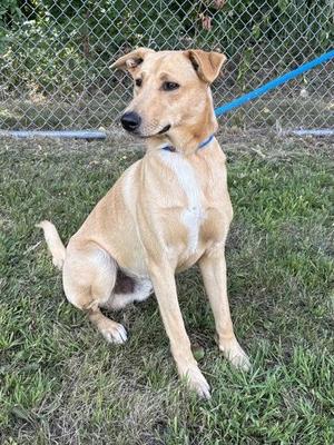 A light brown dog with a white chest and paws, sitting on grass with a blue leash attached to its collar, in front of a chain-link fence.