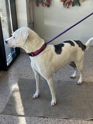 A medium-sized white dog with black patches on its back and tail, wearing a colorful collar and a leash, standing on a grey mat inside near a window.
