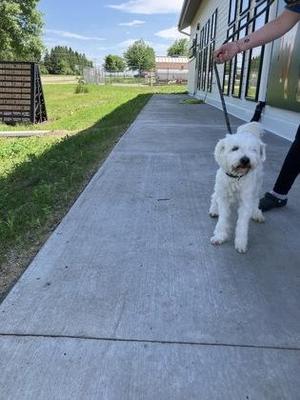 A small white dog being held on a leash by a person on a concrete path outside.