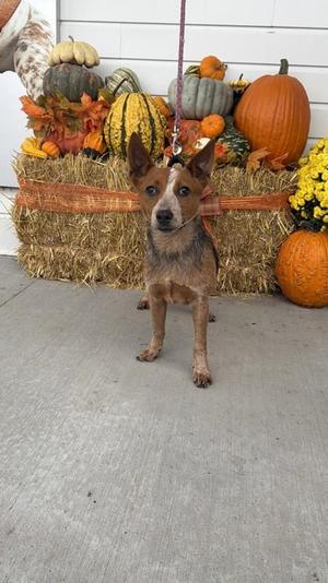Will, Fox Terrier / Mixed Breed, puppy, available for adoption