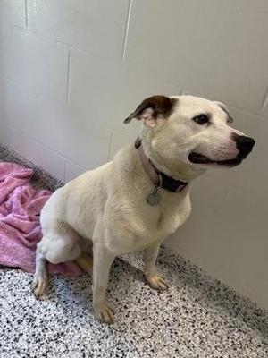 A white dog with brown patches on its ears and face, wearing a collar with a tag, sitting on a speckled floor next to a pink blanket.