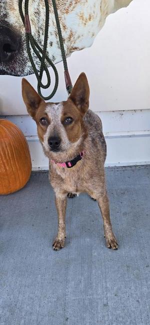 A brown and white dog with a pink collar standing on a concrete surface, with a pumpkin and a large animal print in the background.