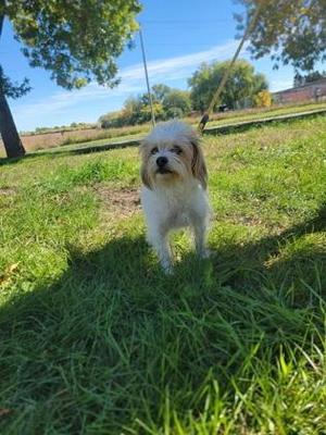 Cain, Beagle / Shih Tzu, senior, available for adoption