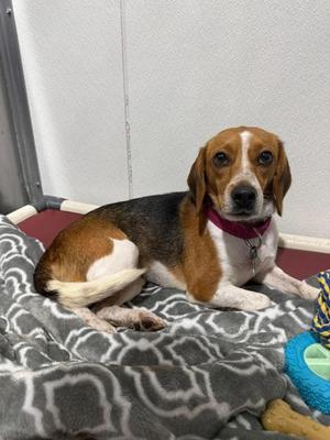 Ethel, Beagle Mix, adult, available for adoption