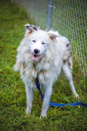 Fonzy, Australian Shepherd Mix, adult, available for adoption