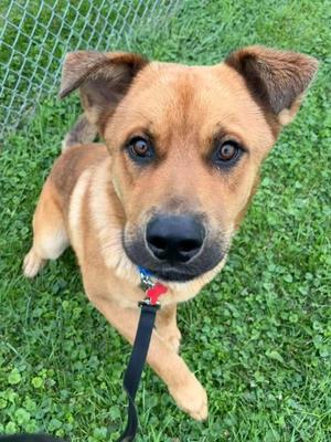 Dale, German Shepherd Dog and Black Mouth Cur, young, available for adoption