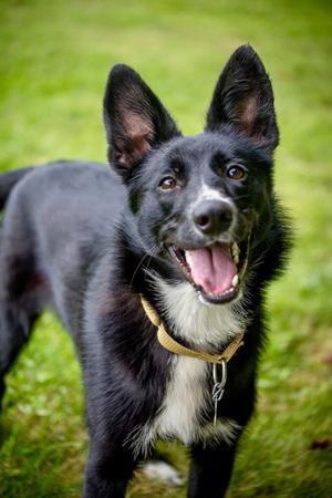 Foxy, Border Collie Mix, young, available for adoption