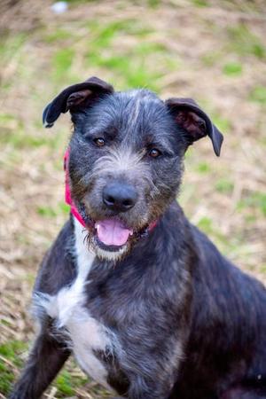 Odin, German Wirehaired Pointer Mix, adult, available for adoption