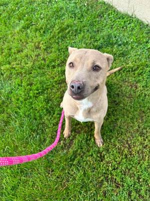 Ivan, Pit Bull Terrier Mix, adult, available for adoption