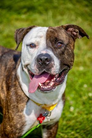 Bowser, Pit Bull Terrier Mix, adult, available for adoption