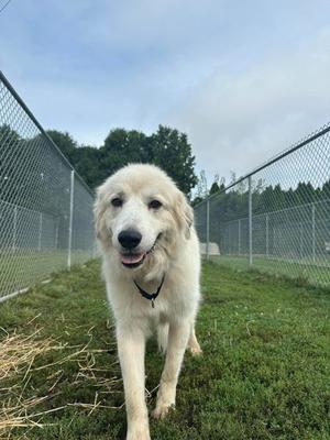 Frankie, Great Pyrenees Mix, adult, available for adoption