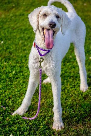 Lucy, Poodle - Standard Mix, adult, available for adoption