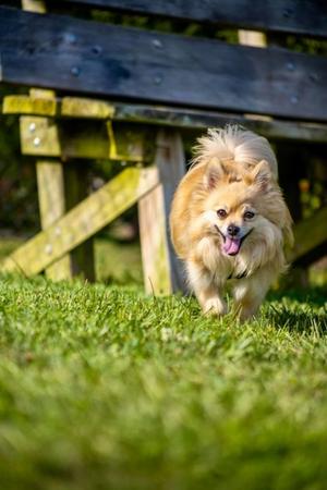 Gru, Pomeranian Mix, adult, available for adoption