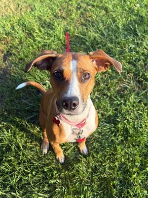 Salsa, Terrier Mix, young, available for adoption