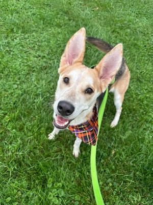 Flora, German Shepherd Dog Mix, young, available for adoption