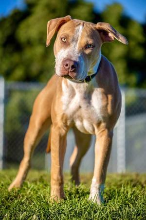 Congo, Pit Bull Terrier Mix, young, available for adoption