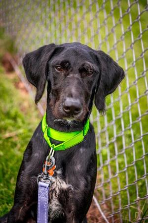 Bronx, Labrador Retriever and Poodle - Standard, young, available for adoption