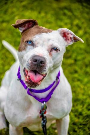 Gemma, Pit Bull Terrier Mix, adult, available for adoption