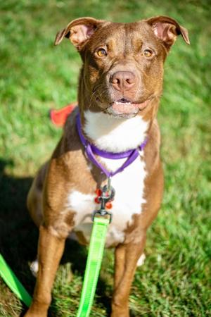 Truffle, Pit Bull Terrier and Labrador Retriever, young, available for adoption