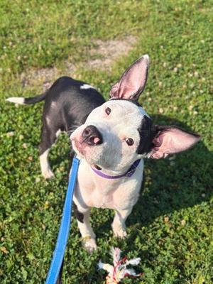 Josie, Pit Bull Terrier Mix, young, available for adoption