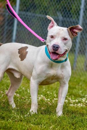 Petey, Pit Bull Terrier Mix, young, available for adoption