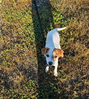 Bambi, Chihuahua - Smooth Coated Mix, puppy, available for adoption