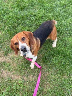 A beagle dog with a black, brown, and white coat standing on a grassy field, wearing a pink leash.